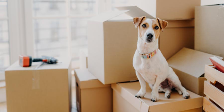 Moving with dogs: adapting to another country