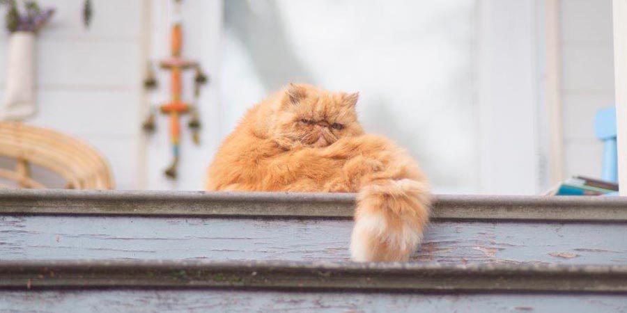 Moving with your cat